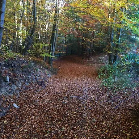Adori