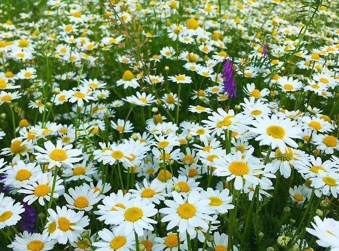 Appartamento Adori *